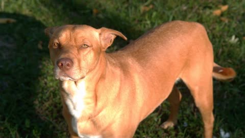 Cute dog standing in sunshine looking at owner