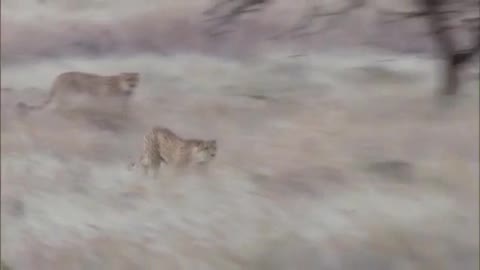 Three_Cheetahs_Vs_Ostrich_Life_To the Apex of Mountain.