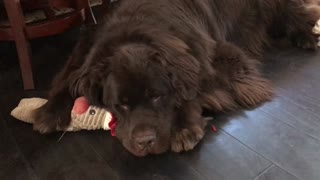 Newfoundland utterly annoyed by his owner