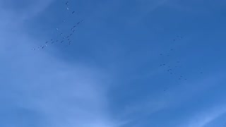 Sandhill Cranes over rural KY