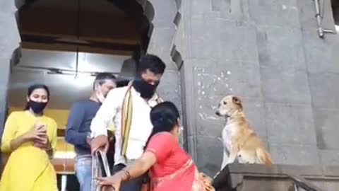 Dog showing love outside the temple