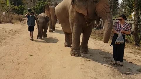Elephant video funny video