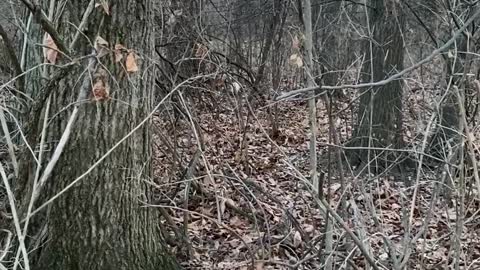 Albino Squirrel