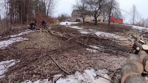 Firewood - Start to Finish - Felling, Bucking, Splitting, Stacking