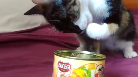 Cooking with my cat Tiky.Canned pate claw recipe🥰