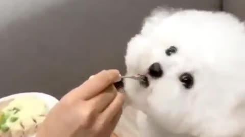 Owner feeding his hungry cute puppy dog