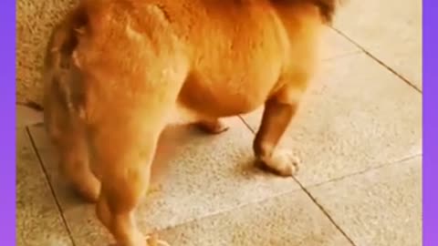 Fanny video:dog fanny videi