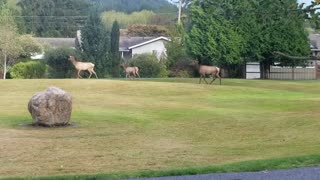 Deer 🦌Run Thru North Bend, WA!!🦌