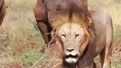 Lion video viral Rumble trading movie , lion attack deer
