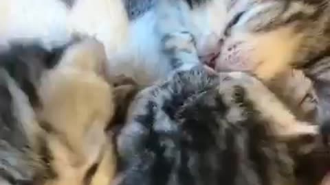 funny cat videos (6)