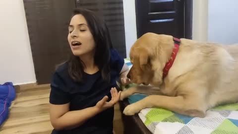 This happens when I ignore my Labrador (MILO)|| He HATES being Ignored!