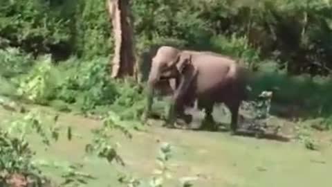 Funny Elephant Scaring People!