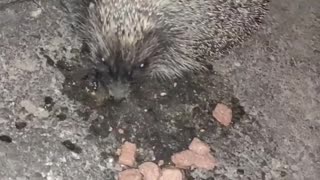 She brought food to the cats, and fed it .... HEDGEHOG !!!
