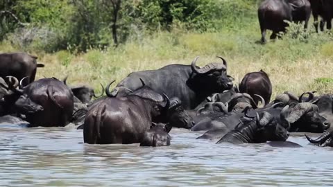 Buffalo in water