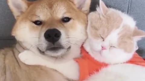 Funny dogs video | Cute pupies Try not to laugh impossible
