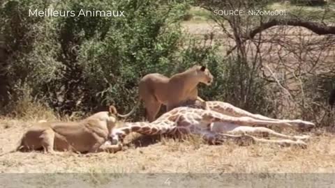 Top 8 Brutal Moments Lions Hunting, Eat Baby Giraffe Alive