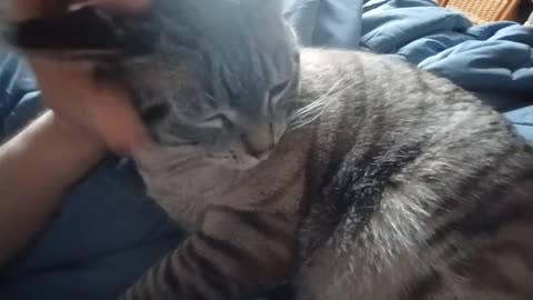 Cat's Joy in Being Petted