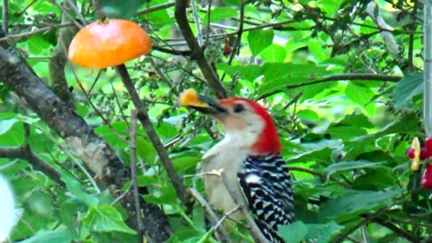 Red-bellied woodpecker