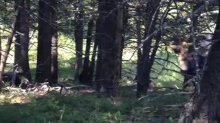 Bear Encounter in Montana Forest