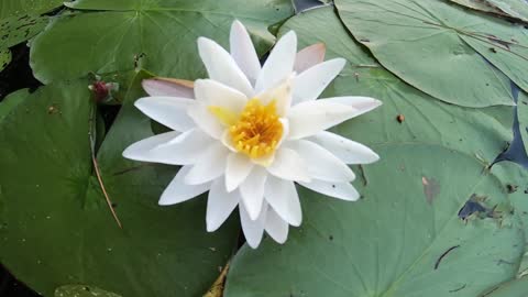 Water Lily