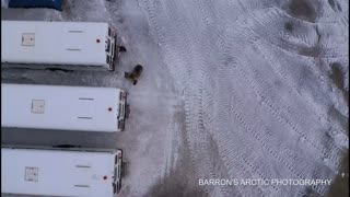 Alaskan Grizzly Bear Roaming with Cubs