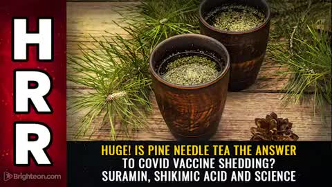 Suramin or pine needle tea: answer to covid injection shedding? - 🇺🇸 English (Engels) - 1h18m57s