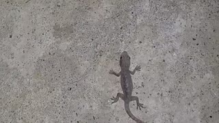 A lizard has gotten into my coffee cup, this is really interesting.