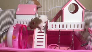 Build a house for hamsters | Cute Pet.