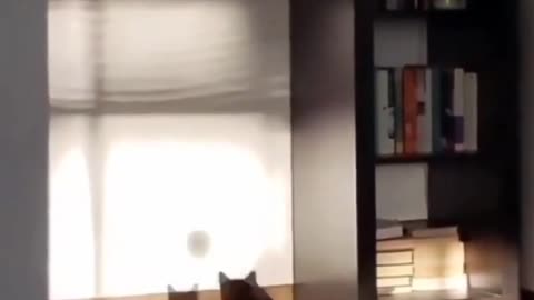 Funny cat attacks on his shadow 🤣😂|