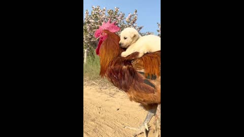 This rooster raised the puppy as his son