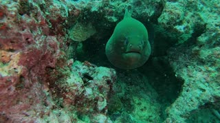 Freedive with a Fifteen Foot Moray Eel