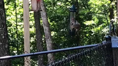 Funny Squirrel Hacks The System