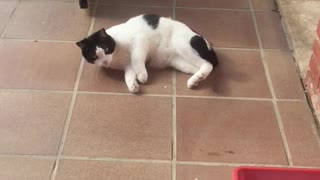Black and white cat rolls around on tile floor near table