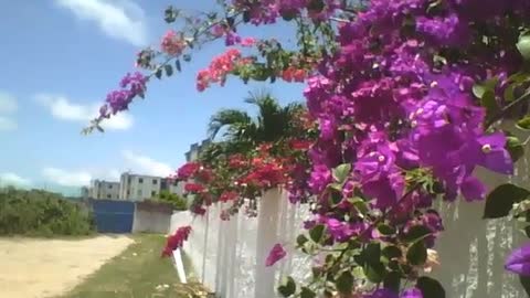 Flores de primavera roxa, vermelha e laranja em um muro, muito lindas! [Nature & Animals]