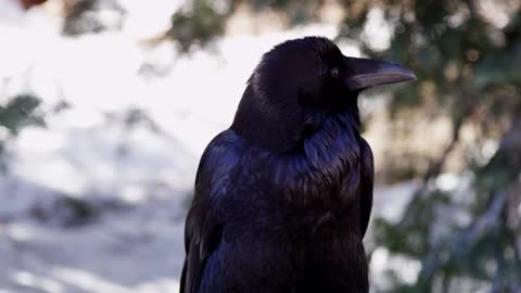 Close up of a crow moving the head and blinking in 4K