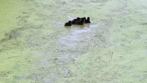 Tufted Ducklings Paddle After Disappearing Diving Mom