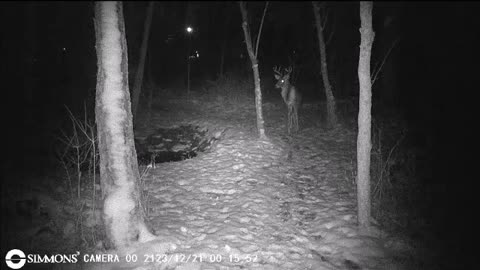 Backyard Trail Cams - Big Buck is Back