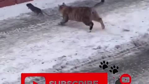 funny clips video, funny cat#funnycatvideos#funnyclipsvideo