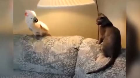 Parrot vs Cat who wins? FUNNIEST BATTLE