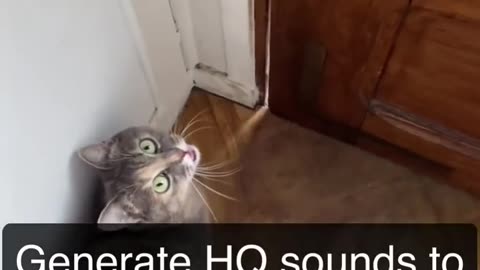 Sounds that attract cats - Meow to make cats come to you now