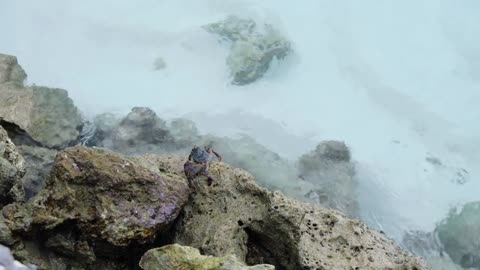 A crab crawls on rock of Fesdu Island Indian Ocean