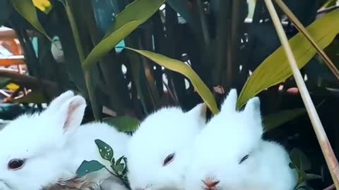Watch a video about a young rabbit eating grass.