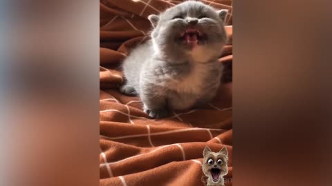 You can't stop laughing While watching this Funny Pets :)
