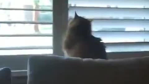 Cat Opens Blinds