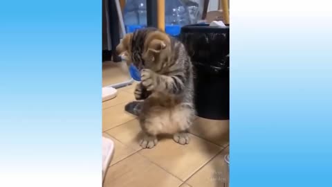 Cat Funny Action