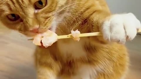 Cat eating Style is very interesting