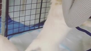 White labrador puppy bites girl's hair in slowmotion
