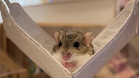 hamster