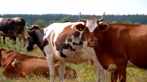 Herd of cows in the countryside