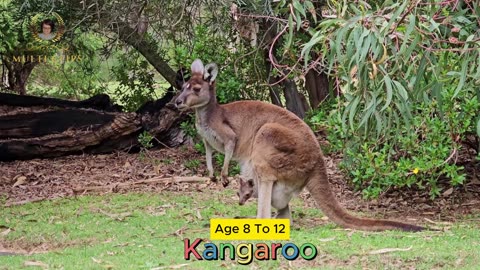 Kangaroo